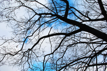 nature tree branch in winter