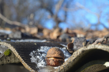 walnuts on a wooden background