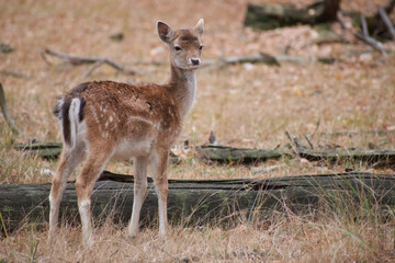 baby doe in a forest clearing in autumn