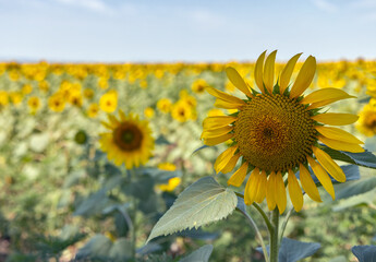 Fototapeta premium large yellow sunflowers in landscape