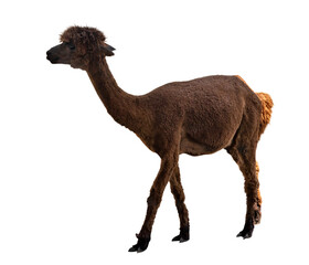 Fototapeta premium brown llama isolated on white