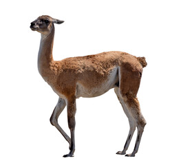 brown color guanaco isolated on white