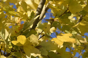 Gelbe Ahornblätter im Herbst