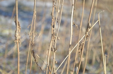 dry grass
