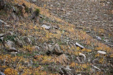 Vineyards. View of the vineyards of the Ribeira Sacra, in the province of Lugo, where a red wine with a designation of origin is obtained