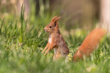 A cute european red squirrel sits in the grass. Sciurus vulgaris