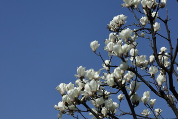 しっとりと美しい花姿