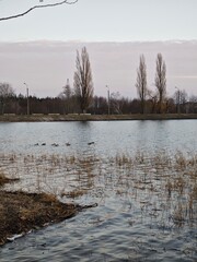 ducks on the pond in winter