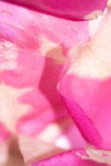 Abstract Pink Cream and White Rose Flower Vibrant Petal Background