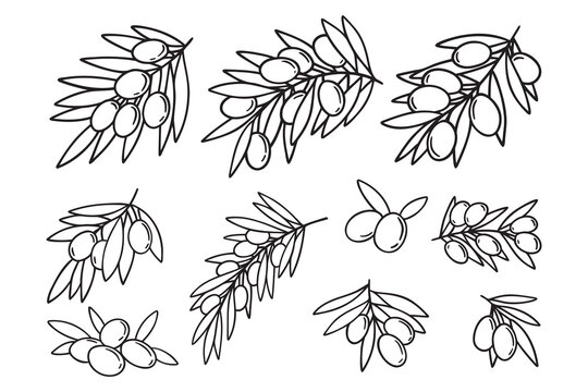 olive branch isolated doodle hand drawn on white background set. Outline drawing olive tree branch for menu, logo, greeting cards