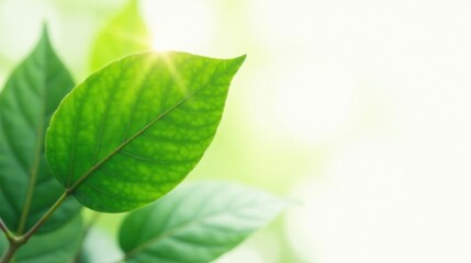 Fototapeta premium Vibrant Green Leaf Illuminated by Sunlight, a Symbol of Nature's Renewal