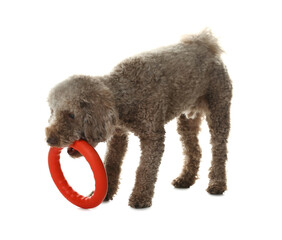 Cute dog playing with toy on white background. Adorable pet