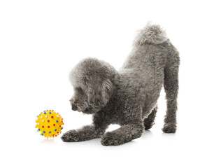 Cute dog playing with toy on white background. Adorable pet