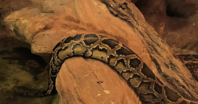 large python snake resting on a rock in its natural environment