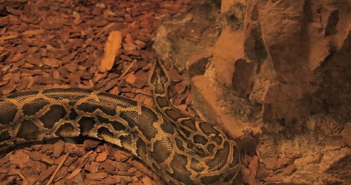 large python snake coiled on a rocky surface in its natural habitat