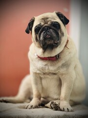 french bulldog puppy