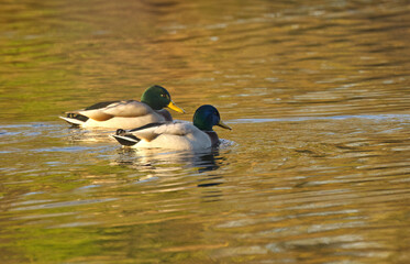 two male mallards swimming on the lake, two male mallards on the lake, golden colours on the water surface, yellow golden colours on the lake