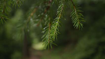 pine needles