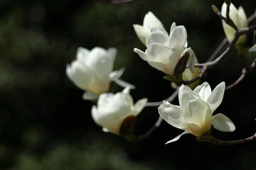 しっとりと美しい花姿