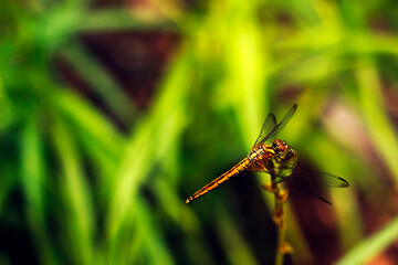 dragonfly on a green leaf