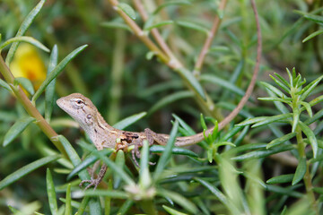 lizard on the plant leaf