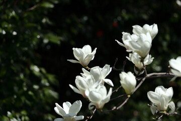 しっとりと美しい花姿