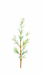 Fototapeta premium Rosemary Branch 