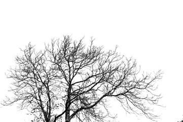 Luci e ombre di alberi e rami in bianco e nero