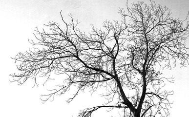 Luci e ombre di alberi e rami in bianco e nero