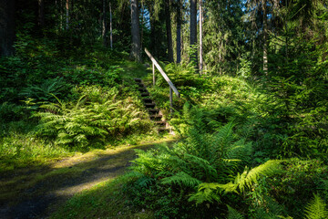 stairs in the forest