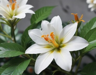 Fototapeta premium Macro photography of white flower with distinctive orange pistil and green foliage, fresh spring, striking colors, sunny day, aesthetically pleasing, blossom