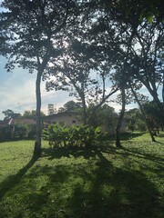 view of trees with the sun passing through them on a summer day surrounded by nature with a blue sky