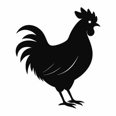 chicken, rooster isolated on white