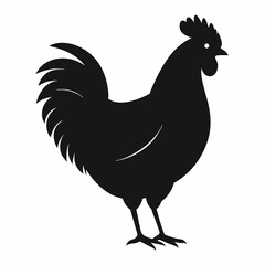 chicken, rooster isolated on white