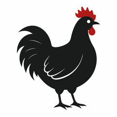 chicken, rooster isolated on white