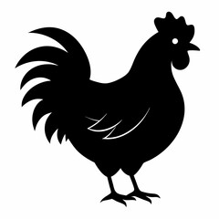 chicken, rooster isolated on white