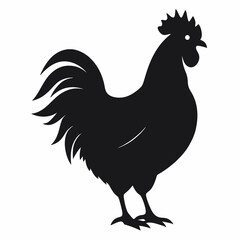 chicken, rooster isolated on white