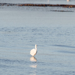 Egretta Garzetta in the lagoon of Grado (Italy) while hunting small fish and aquatic insects with rapid movements of the bill in the calm waters.