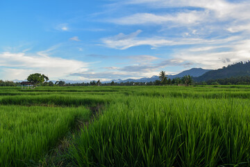 Photography of rice fields with still green rice plants in the countryside. Beautiful view of rice fields and green mountains and fluffy clouds in the blue sky in the afternoon.