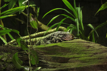 Naklejka premium Varan, Echse, Leguan