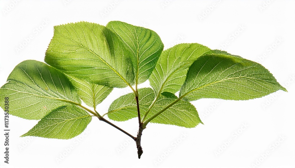 Wall mural tree branch with green leaf isolated for object and retouch design