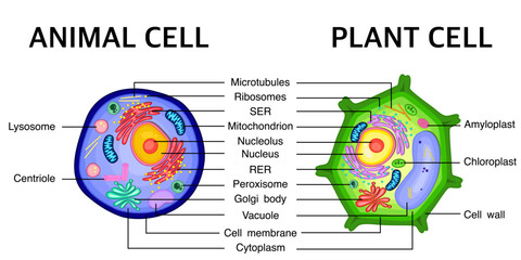 Comparison between structure of Animal cell with Plant cell vector illustration.