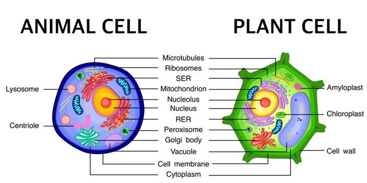 Comparison between structure of Animal cell with Plant cell vector illustration.