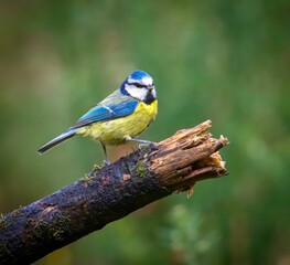 Blue tit on a mossy branch