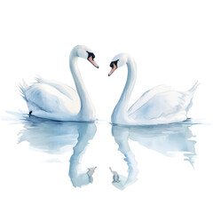 Obraz premium Two elegant swans swimming gracefully side by side, their reflections shimmering on water surface, create serene and romantic atmosphere