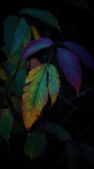 Fototapeta premium Colorful Leaves on Dark Background