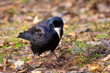 Rook, Corvus frugilegus L.
A large and intelligent bird of the corvid family.

