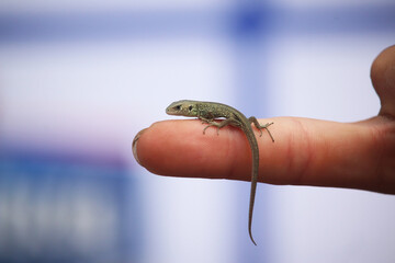 Eidechse auf Finger