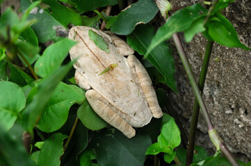 White tree frog (lives where there are banana trees) feeds on insects, harmless to humans
