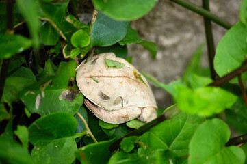 White tree frog (lives where there are banana trees) feeds on insects, harmless to humans